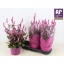 product/img.floraplaza.nl/127444-19-LIVE_fotos-0xEC975F922DFCF3AC77627F9EF27BCF2DC431251A.jpg