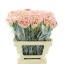 product/img.floraplaza.nl/127453-LIVE_fotos-0x66103C7C5B7B8A7A6603A2FE92C70396D466D7B1.jpg