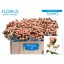 product/img.floraplaza.nl/127474-50-LIVE_fotos-0x9CF1DC9235DF74C29F888E4946A74E664EA384FD.jpg