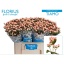 product/img.floraplaza.nl/127474-60-LIVE_fotos-0xF91C4B3A21DE2BF287FB295368F1AE71240A68DA.jpg