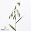 product/img.floraplaza.nl/127480-80-ART_fotos-VBN-vbn127480.jpg