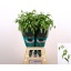 product/img.floraplaza.nl/127480-80-LIVE_fotos-0x7DA0ED9EC53439D572F74CCF84C7444400DA352E.jpg