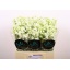 product/img.floraplaza.nl/127481-60-LIVE_fotos-0xDA1E7339079793F54F36C106C13E5DA45FE15E08.jpg