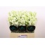 product/img.floraplaza.nl/127481-60-LIVE_fotos-0xF19FE9FA8CCE96254FCD67653C8ADEF9047EC5DC.jpg