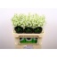 product/img.floraplaza.nl/127481-70-LIVE_fotos-0xCAECF052AEF37537FABFCED93B0C8EB3E32EF82D.jpg