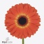 product/img.floraplaza.nl/127499-45-ART_fotos-VBN-vbn127499.jpg