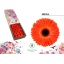 product/img.floraplaza.nl/127499-45-LIVE_fotos-0xE4CEEA01B88BED186779B65D08A90A2D3CAF1943.jpg