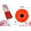 product/img.floraplaza.nl/127499-45-LIVE_fotos-0xF617541E12FDA4B62AC6422217549186269B0AEF.jpg
