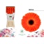 product/img.floraplaza.nl/127499-50-LIVE_fotos-0x007ADCEFA4D5AA8A2DEDB97E0D24EF156B1485FF.jpg