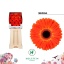 product/img.floraplaza.nl/127499-50-LIVE_fotos-0xC0550049F0C954206859BA8B97DF4E0E4ED0B5C3.jpg