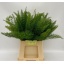 product/img.floraplaza.nl/1275-50-LIVE_fotos-0xEF6E7EBA1BD8BE444E07C8A2A7BD6E47482F04BC.jpg