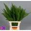 product/img.floraplaza.nl/1275-70-LIVE_fotos-0x4B92CF4315CDE56D265C282A61F6A03235735A86.jpg