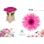 product/img.floraplaza.nl/127504-50-LIVE_fotos-0xCF4A99CC6AC34F6486885244257FE60FE8C2C468.jpg