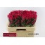 product/img.floraplaza.nl/127567-60-LIVE_fotos-0xAD848187E01D79FCEF972C9290F1D84782F22243.jpg