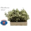 product/img.floraplaza.nl/127599-55-LIVE_fotos-0x08FE549A79D12BFE4E351FD6243B65F3107ADE4B.jpg