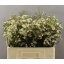 product/img.floraplaza.nl/127599-55-LIVE_fotos-0x5DF9C1476C45A38A62EB1210931700AD6027CC0F.jpg