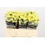 product/img.floraplaza.nl/127663-50-LIVE_fotos-0x48CF387BE65FC83B4AFE58657EFD1D826FBBBEF7.jpg