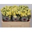 product/img.floraplaza.nl/127663-50-LIVE_fotos-0xABB6A356A811F11622B8C9F9B3B9D1746B4FFC3F.jpg