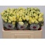 product/img.floraplaza.nl/127663-50-LIVE_fotos-0xB6C2CD7FEC882117DEA45EB1409E050373D8982A.jpg