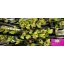 product/img.floraplaza.nl/127704-60-LIVE_fotos-0x7ECF945C782D990FFBB1395001C163BB33B4C099.jpg