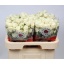 product/img.floraplaza.nl/127709-60-LIVE_fotos-0x410D227B972A4FFA659F68D2BD0D9ABCF04A1DC0.jpg