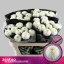 product/img.floraplaza.nl/127736-70-LIVE_fotos-0x624976D4F56AB484F0B5ED10A33C72A5390B2BC3.jpg