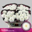 product/img.floraplaza.nl/127736-70-LIVE_fotos-0xBDD959FF45DC6C821E46EB60ECEAF254F9D5C821.jpg