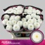 product/img.floraplaza.nl/127736-70-LIVE_fotos-0xEB2A4FE3A4B03297B05EFBEEBDEAD1F3D2E5E3E7.jpg