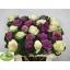 product/img.floraplaza.nl/127746-60-LIVE_fotos-0x9DA14735B1E2F942F90145D303F5F36B153BE72C.jpg