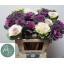 product/img.floraplaza.nl/127746-60-LIVE_fotos-0xE50FB7251E4A99F362E326DB22EEDD1F7E244B9B.jpg