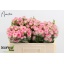 product/img.floraplaza.nl/127752-50-LIVE_fotos-0x3A1E0DC02435F998FE75DA79FB9279D049C4B155.jpg