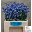 product/img.floraplaza.nl/127777-40-LIVE_fotos-0xAF7B0962C9B3CCF16E21338DC09C2B4FCA325856.jpg