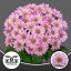 product/img.floraplaza.nl/127788-70-LIVE_fotos-0x00FA5003DD7EF9D06C44A8E16EEE222C3E9E92BD.jpg