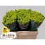 product/img.floraplaza.nl/127827-55-LIVE_fotos-0xA227F52C31C78AD8C1D33DC8B05DAE6824CE08FB.jpg