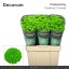 product/img.floraplaza.nl/127836-55-LIVE_fotos-0xD2B9487B6AD94695C6CACE15A8F92A6ED8541B7C.jpg