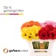 product/img.floraplaza.nl/12787-50-LIVE_fotos-0x479CF84FA7BD61FAC86D5537011DFDB00DCD9D18.jpg