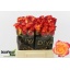 product/img.floraplaza.nl/127915-40-LIVE_fotos-0xD13440D3AE3CEDCB4B3AE0BCDE480B5E0534C0FD.jpg