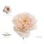 product/img.floraplaza.nl/127916-40-LIVE_fotos-0xF54BD8D2AA741FA9A2686134E6BC80481DAB8ED9.jpg