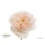 product/img.floraplaza.nl/127916-50-LIVE_fotos-0xDEE5B6BED14A05FB0061DDE5F64CE6D6D5DA9812.jpg