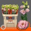 product/img.floraplaza.nl/127946-70-LIVE_fotos-0x32F443F76CEF3679A9DDEA6EEBF74DD5BD574840.jpg