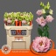product/img.floraplaza.nl/127946-70-LIVE_fotos-0x3A5AD40B41CAD8A41C5C94A2D776D48DFCF8F95F.jpg