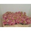product/img.floraplaza.nl/127952-50-LIVE_fotos-0xFD1CCADED8335E24D74A5B0E56AD1DBC25155237.jpg