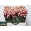 product/img.floraplaza.nl/127952-50-LIVE_fotos-0xFDBC5BF14E41181D3B584324B73BE5BA1AA065D4.jpg