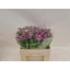 product/img.floraplaza.nl/127954-55-LIVE_fotos-0xA794A1D4FE7FB8FD2FD9F165E9946F0AD2EEFDE1.jpg