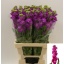 product/img.floraplaza.nl/127954-55-LIVE_fotos-0xDEA693E5A5196B1F6513C480AE01A613E24A0CD1.jpg