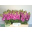 product/img.floraplaza.nl/127954-55-LIVE_fotos-0xE0B6E2674F04A9DB77E4D2D970D5BF3C13500742.jpg