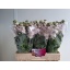 product/img.floraplaza.nl/127957-60-LIVE_fotos-0x1C80A0DF36F9912986A839A4AE342E4BF07F4AB3.jpg