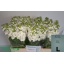 product/img.floraplaza.nl/127957-60-LIVE_fotos-0xB46B0AF2D051FDD9E07939C15044A2CDBFBAB9AB.jpg