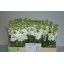 product/img.floraplaza.nl/127957-60-LIVE_fotos-0xDB46AAFDAF68FAEBB7E04A8C7D4EF04DAC217A06.jpg