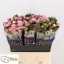 product/img.floraplaza.nl/127999-60-LIVE_fotos-0x3BADB0BC7000562E6CEADCD032D83D19CDDA7A9F.jpg